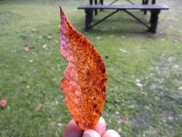 leaf1.jpg