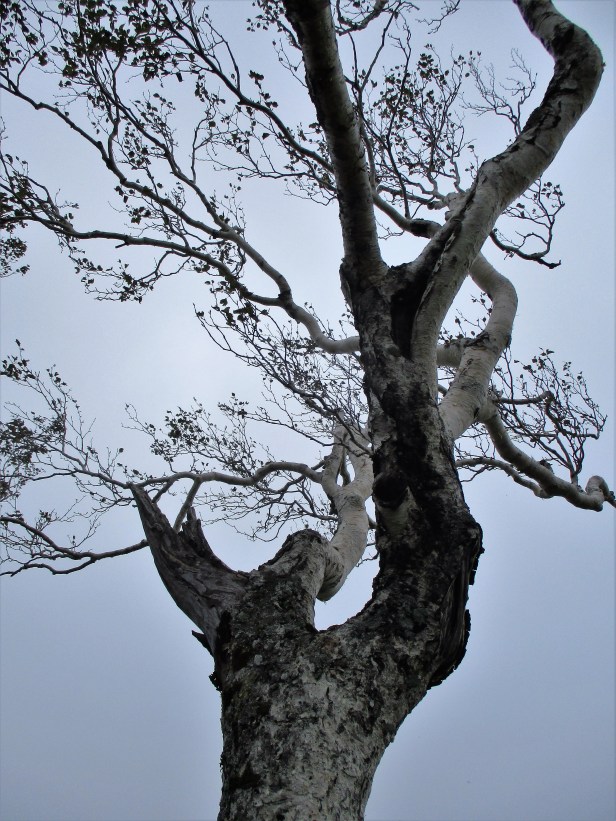 tree-at-the-top-of-the-mountain